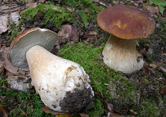 Le  meraviglie della foresta